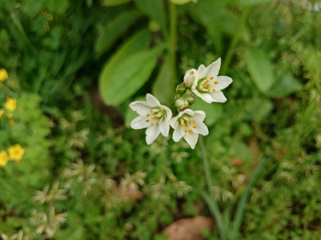 ハタケニラの花：雄しべは平べったく、花被片の基部は緑色