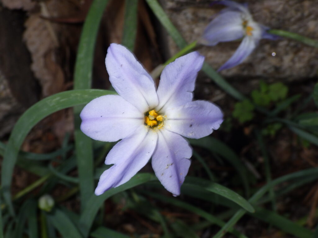 ハナニラ（紫色花型）の花：花被片は合着し合弁花のようになる。