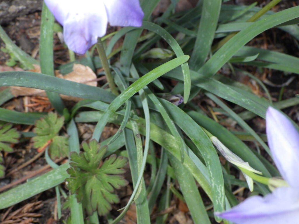 ハナニラ（紫色花型）の葉