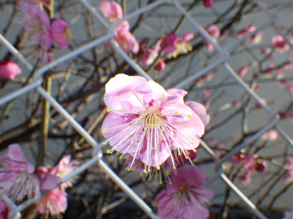 ウメの花