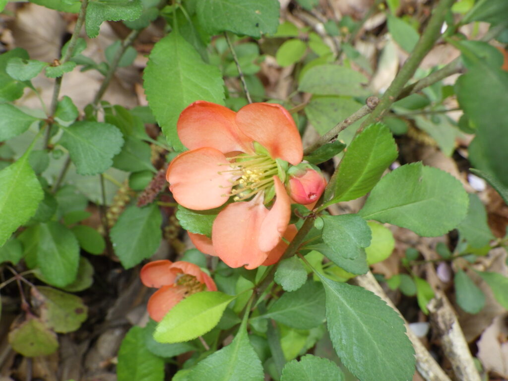 クサボケの花と葉上面：小型で匍匐枝がある、花が朱色なのはボケとの大きな違い。