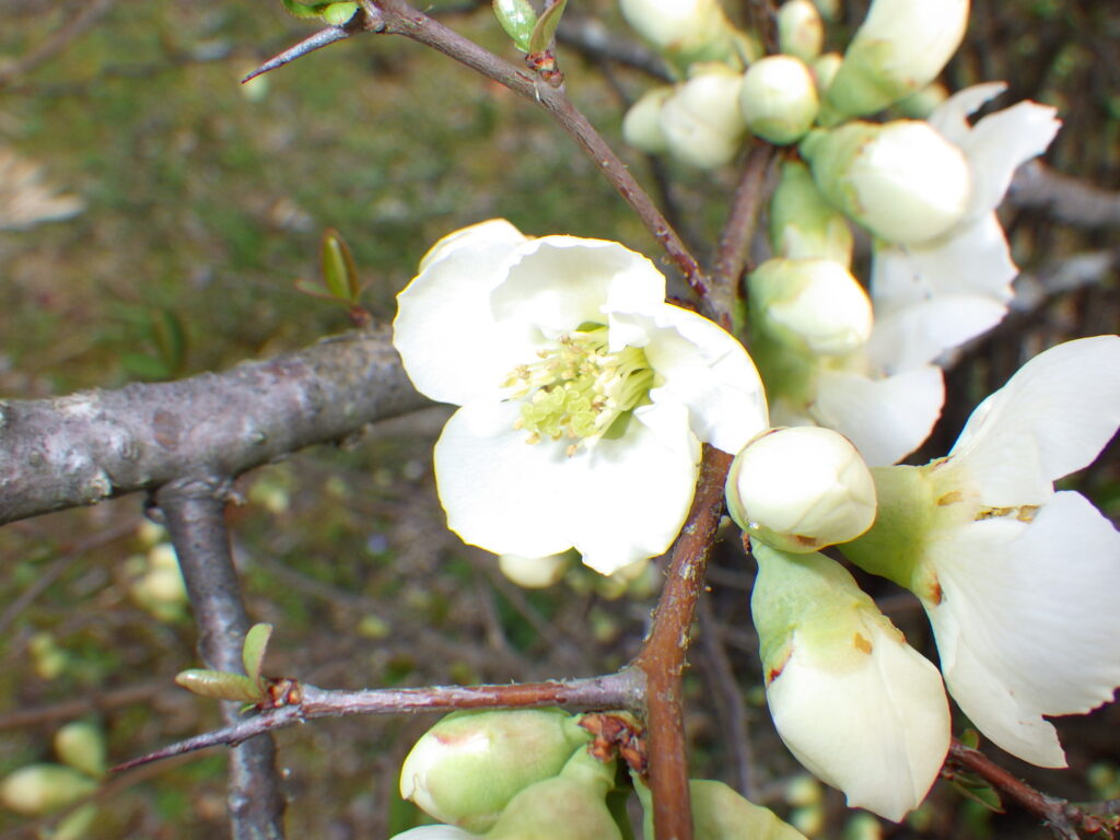 ボケ（白色花型）の花：雌しべが数本確認できる。