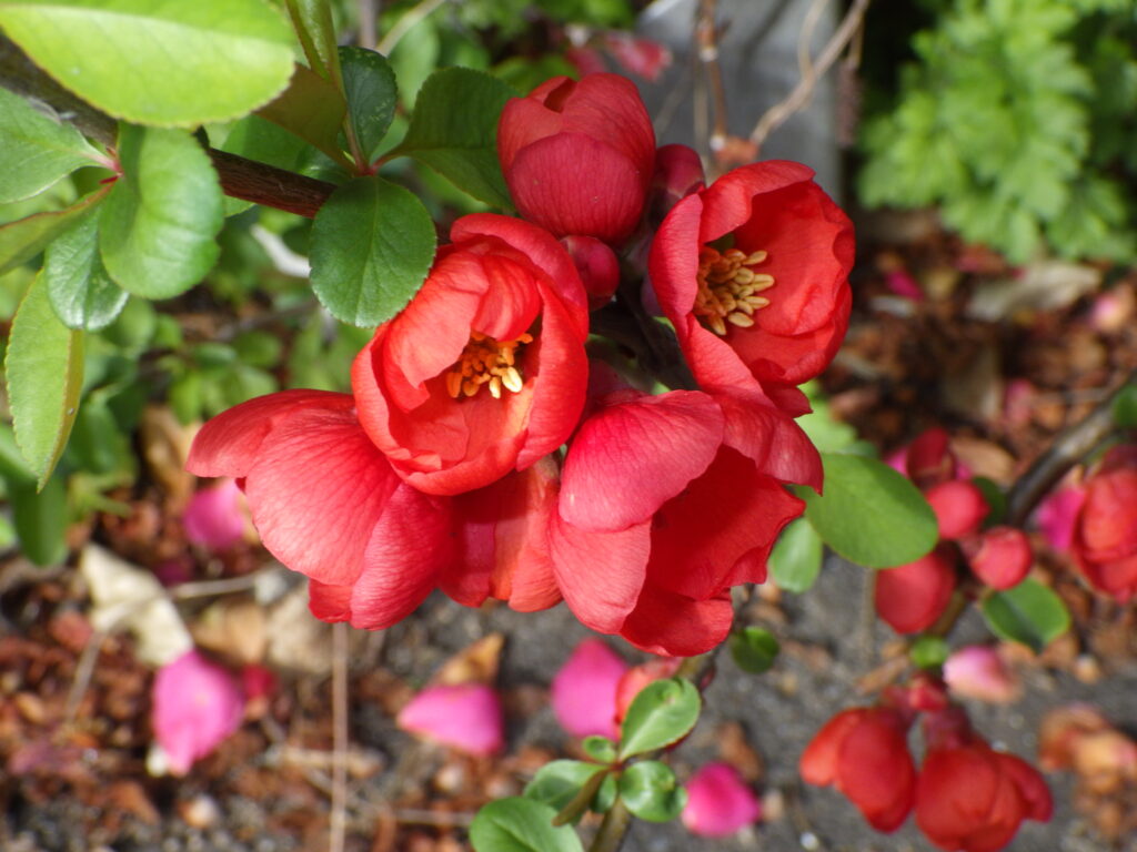 ボケ（赤色花型）の花
