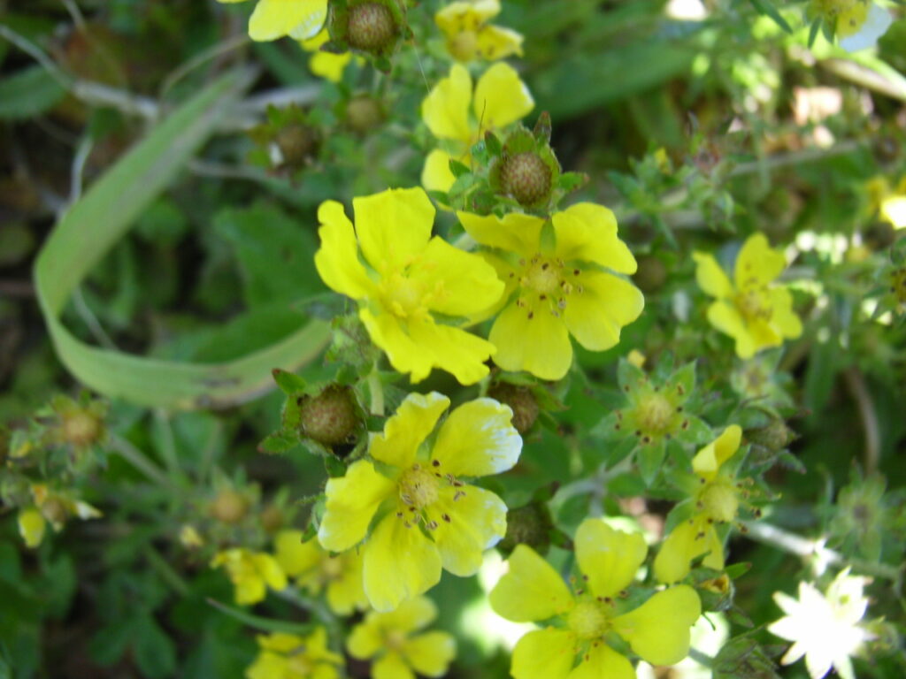 オヘビイチゴの花