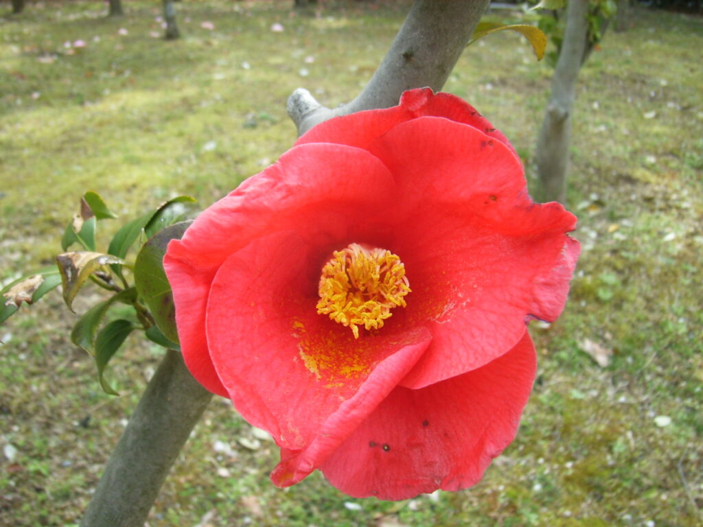 ヤブツバキの花