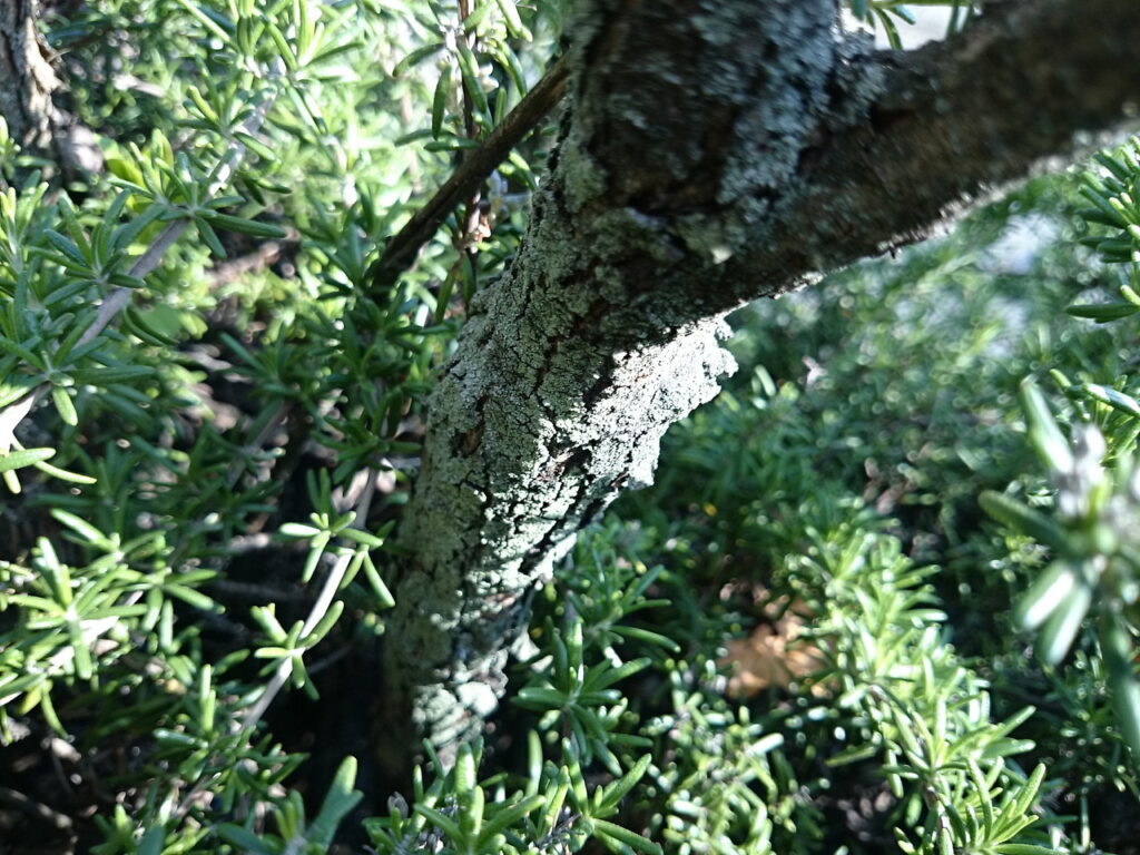 ライラック（ムラサキハシドイ）の樹皮
