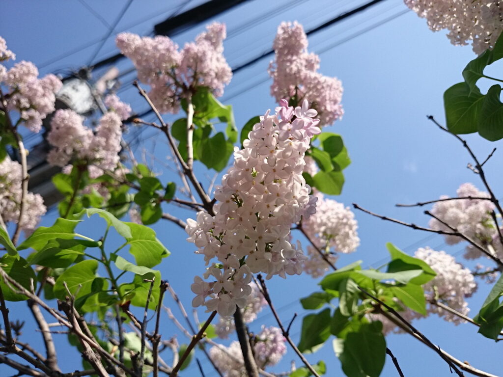 ライラック（ムラサキハシドイ）の花