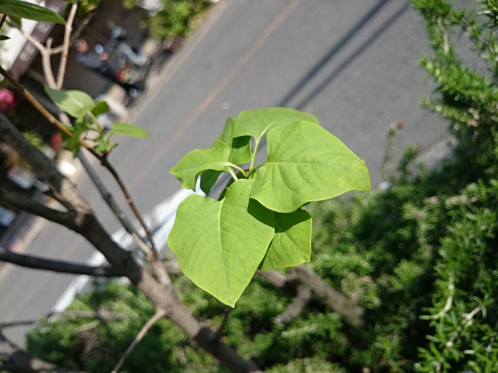 ライラック（ムラサキハシドイ）の葉：掌状脈に近い羽状脈、凹凸は少ない。