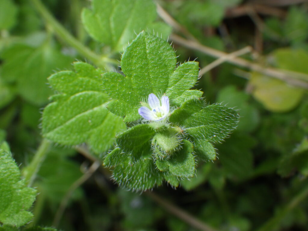 フラサバソウの花