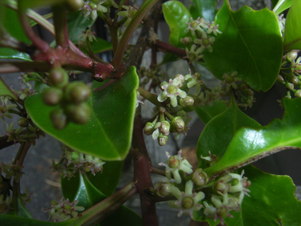 クロガネモチの雌花：5枚で緑色の花弁