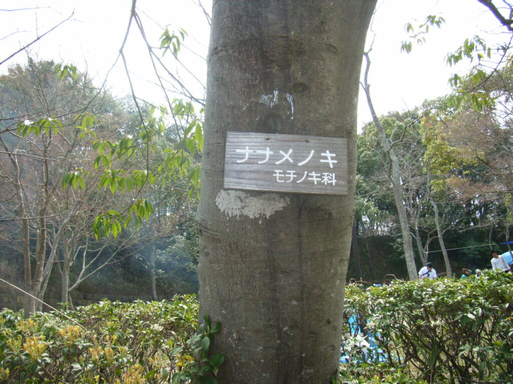 ナナミノキの樹皮