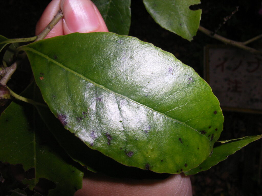 ナナミノキの葉上面：低い鋸歯あり。