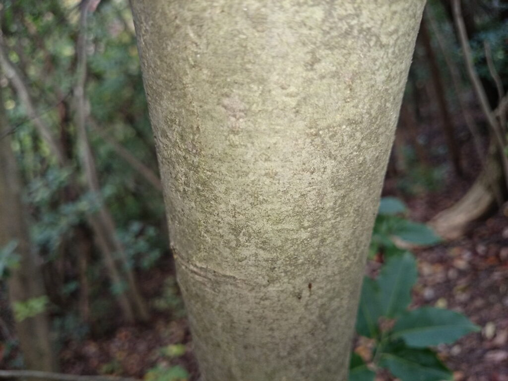 ソヨゴの樹皮