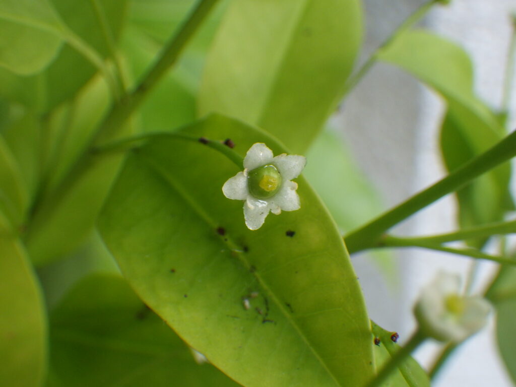 ソヨゴの雌花：5枚の白色の花弁