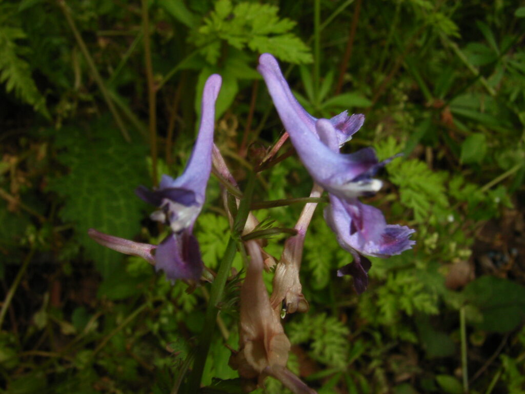 Flowers of Corydalis incisa