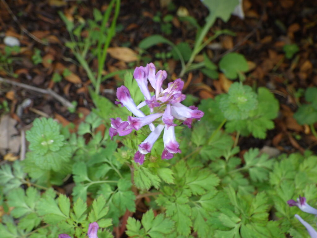 White Corydalis flowers