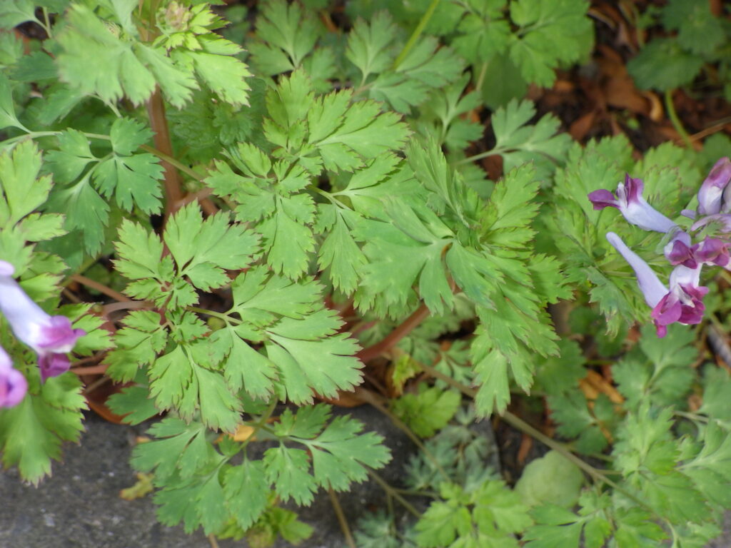 White Corydalis leaves