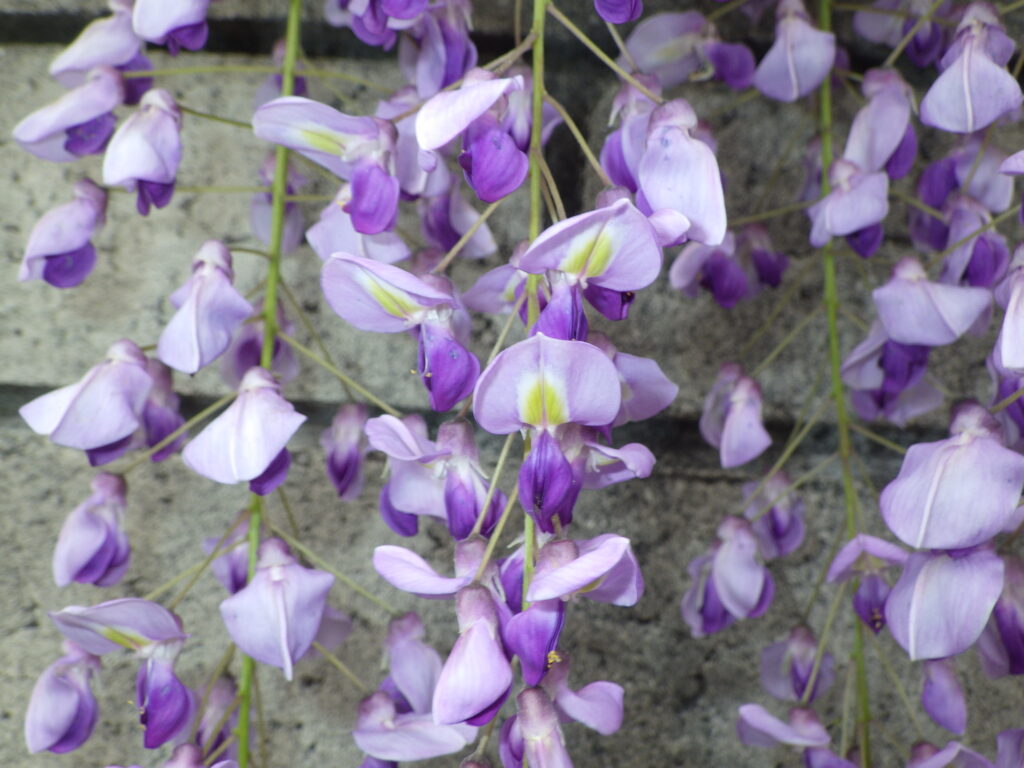 フジの花