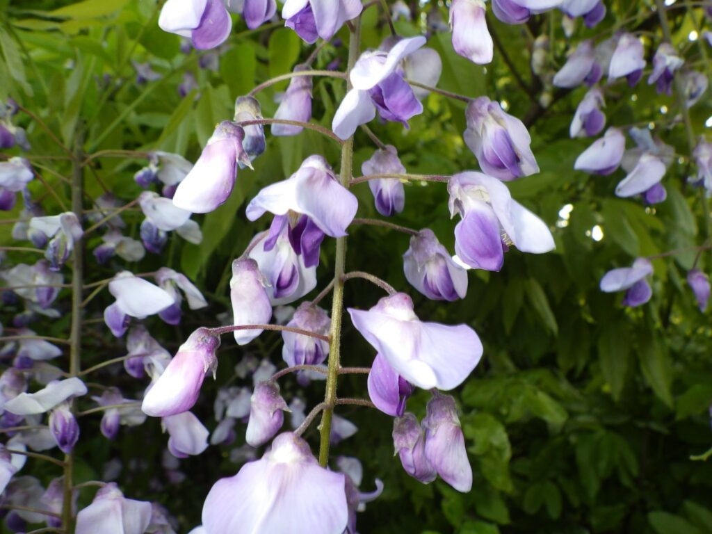 フジの蕾：少し早いためまだ完全に開ききっていない。花柄が捻れて斜めの花がある。