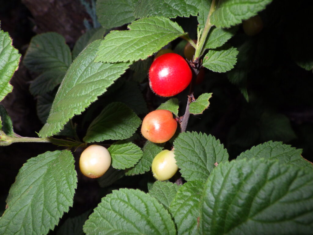 ユスラウメの果実：有毛。