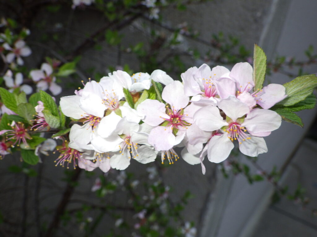 ユスラウメの花：白色～薄紅色。