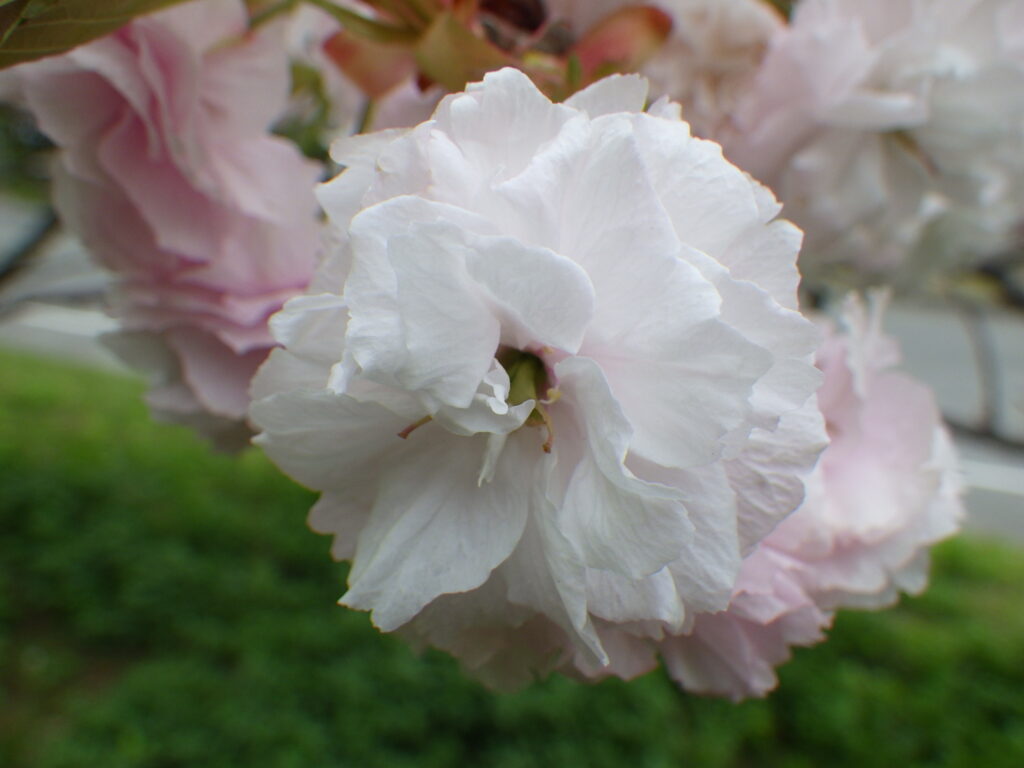 サトザクラ（フゲンゾウ）の花