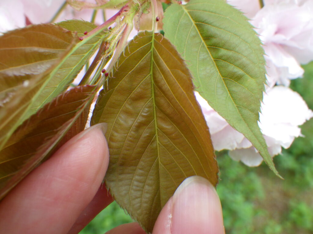 サトザクラ（フゲンゾウ）の葉上面：葉柄は長く1対の花外蜜腺あり。