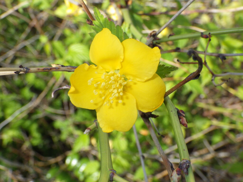 ヤマブキの花：黄色で5花弁