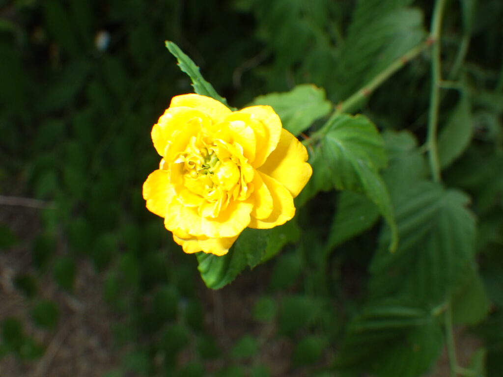ヤエヤマブキの花