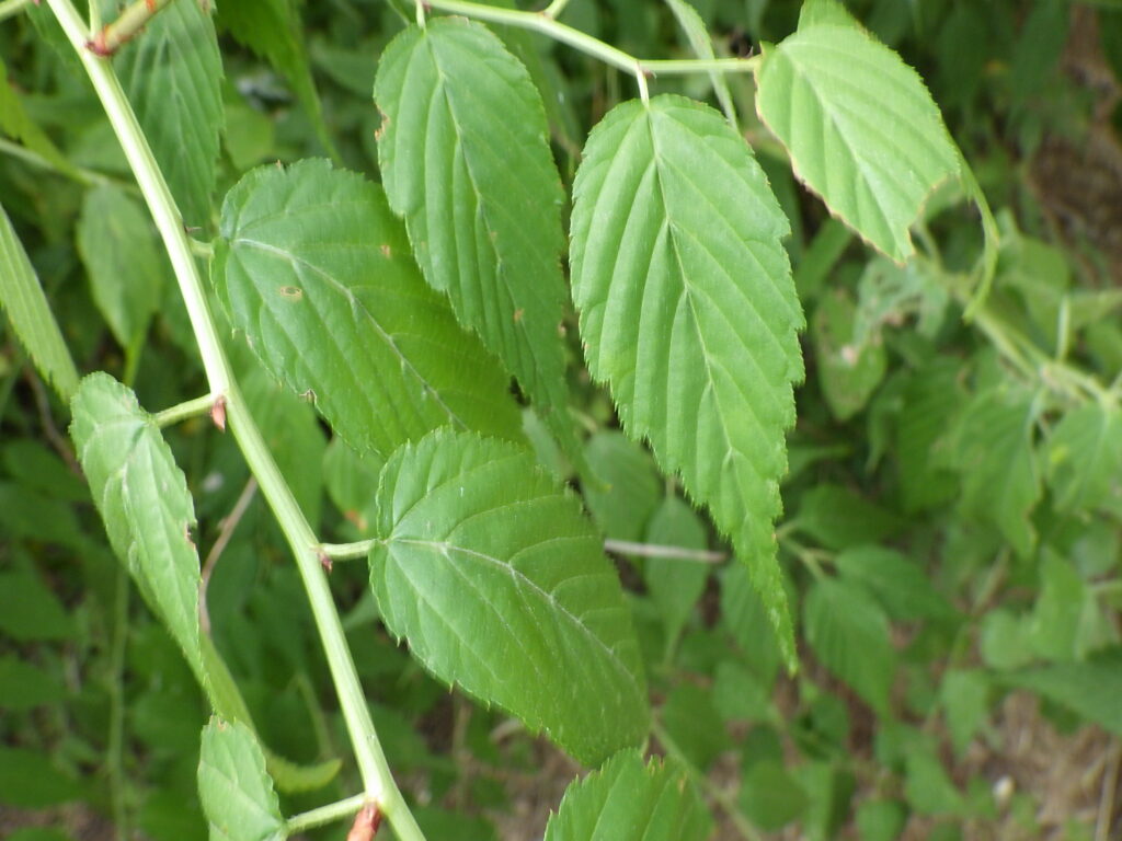 ヤエヤマブキの葉