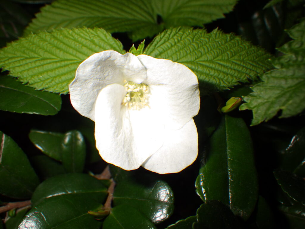 シロヤマブキの花：白色で4花弁
