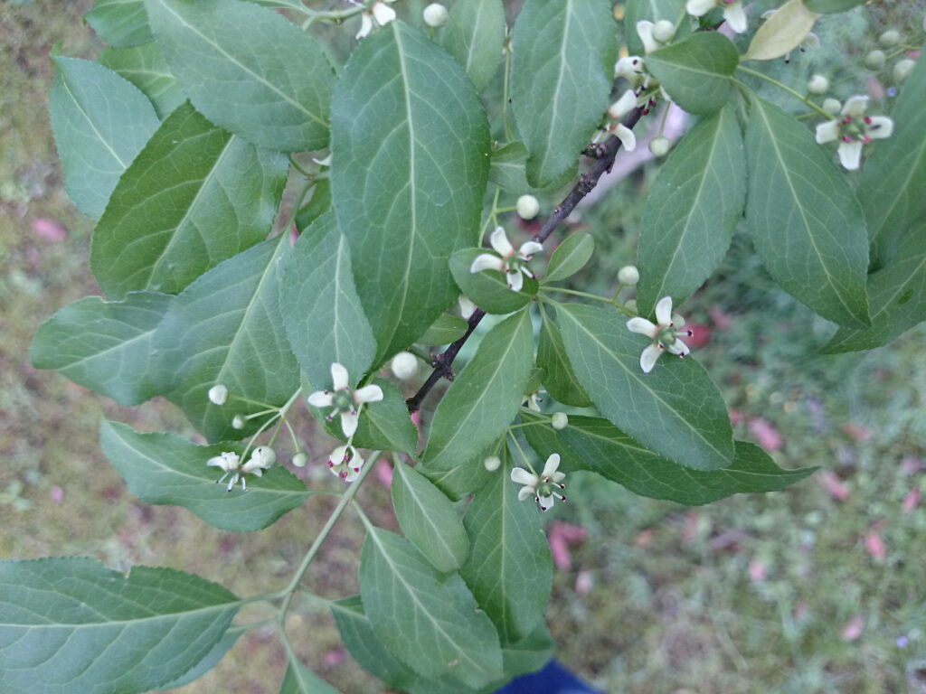 マユミの葉上面と花