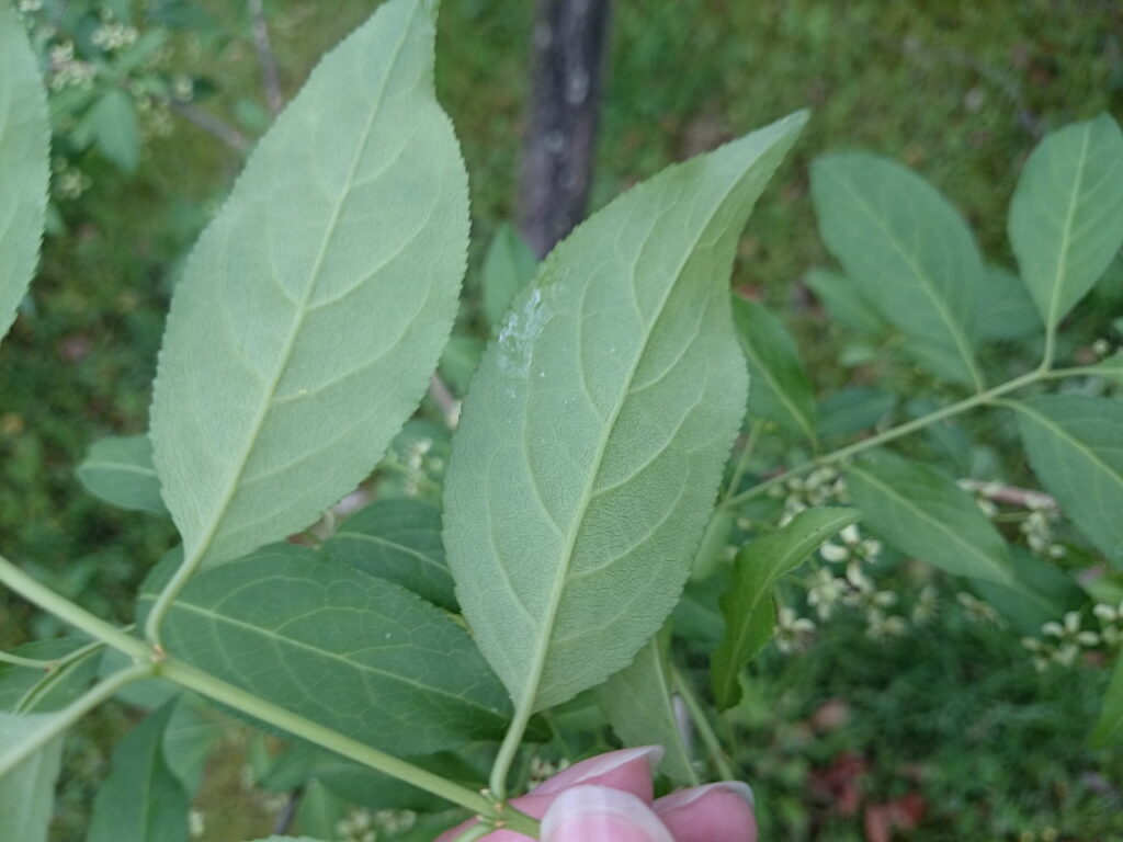 マユミの葉下面