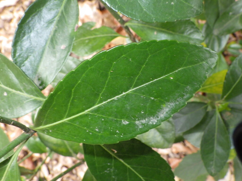マサキの葉上面