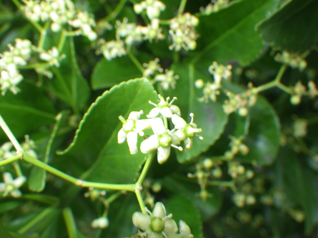 マサキの花