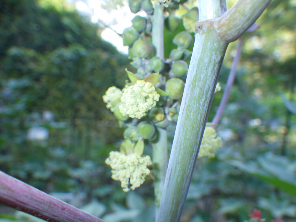 Castor bean male flower