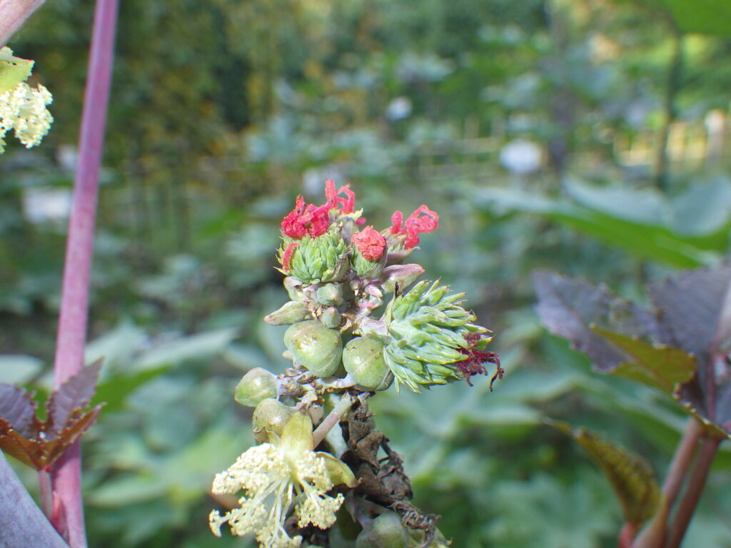Castor bean female flower