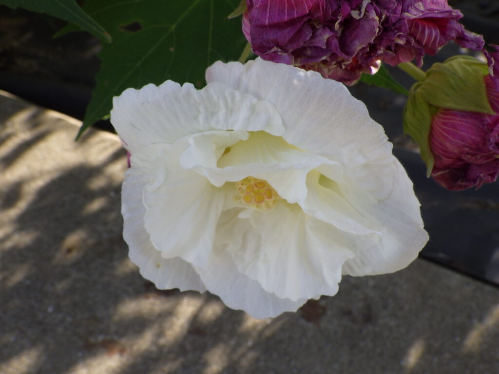 Confederate rose flower