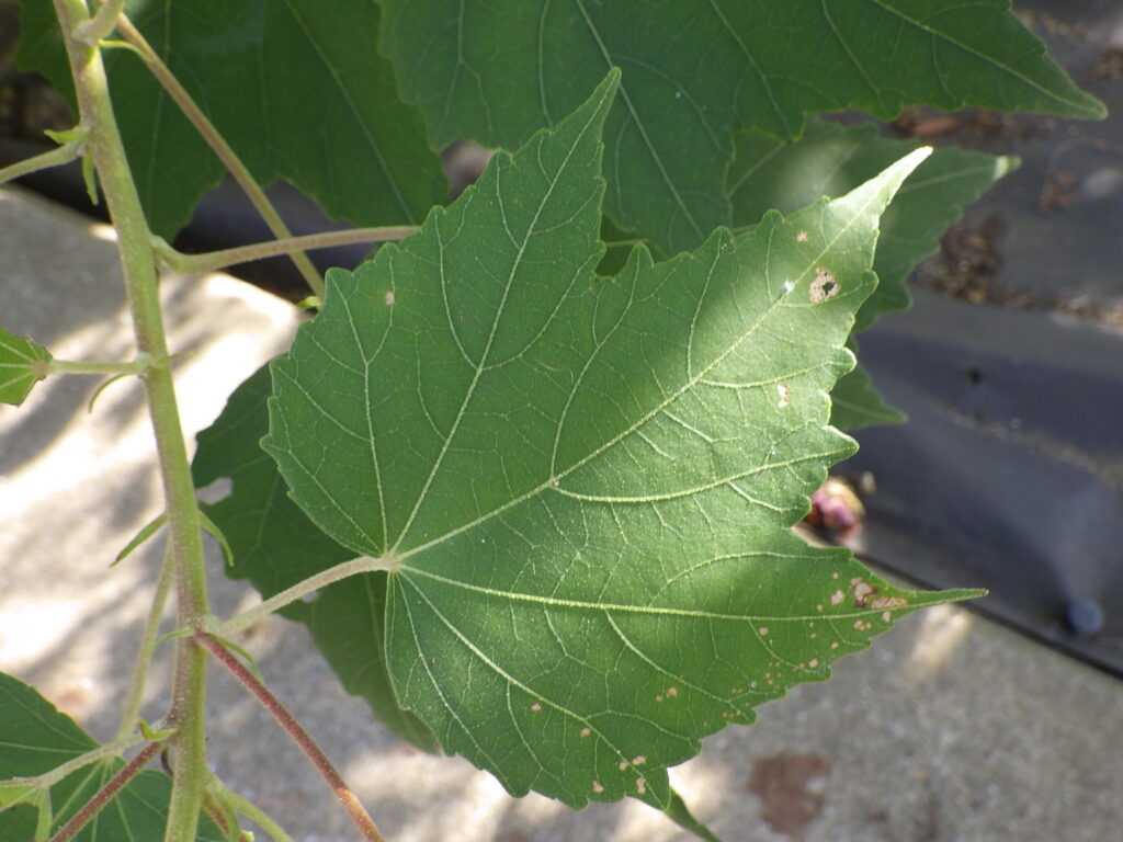 Upper surface of a Confederate rose leaf
