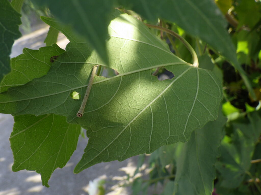 Underside of a Confederate Rose leaf