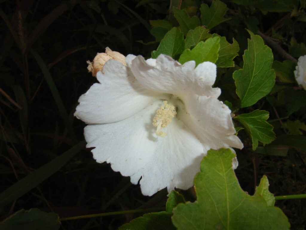Hibiscus (white flower type)