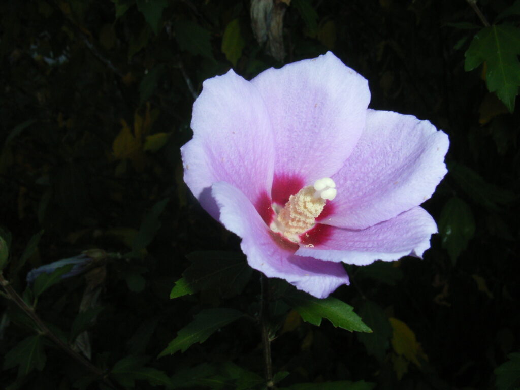 Hibiscus (pink-flowered)