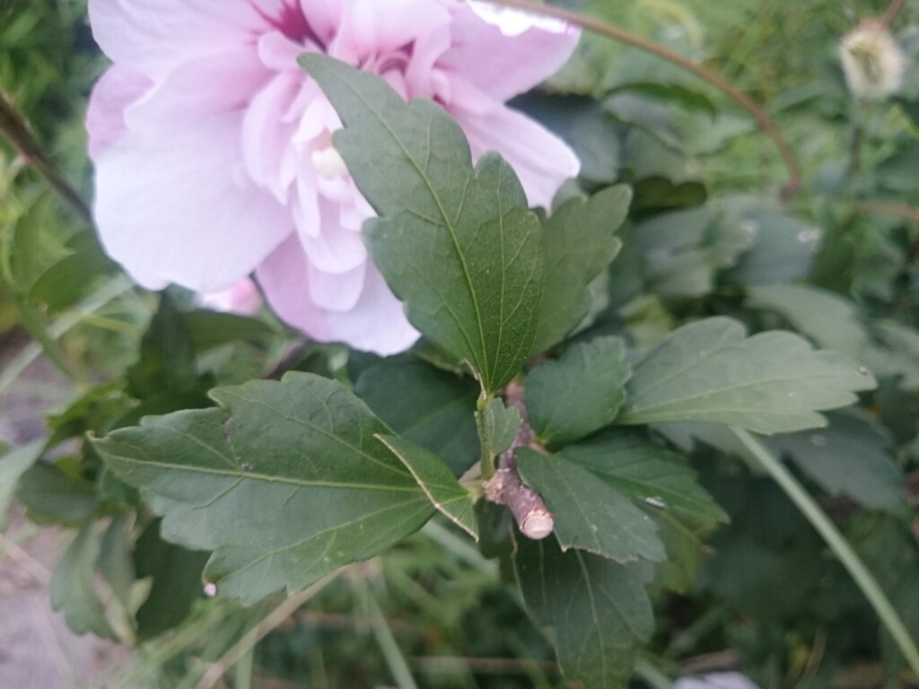 Hibiscus leaves: Hairless and glossy.