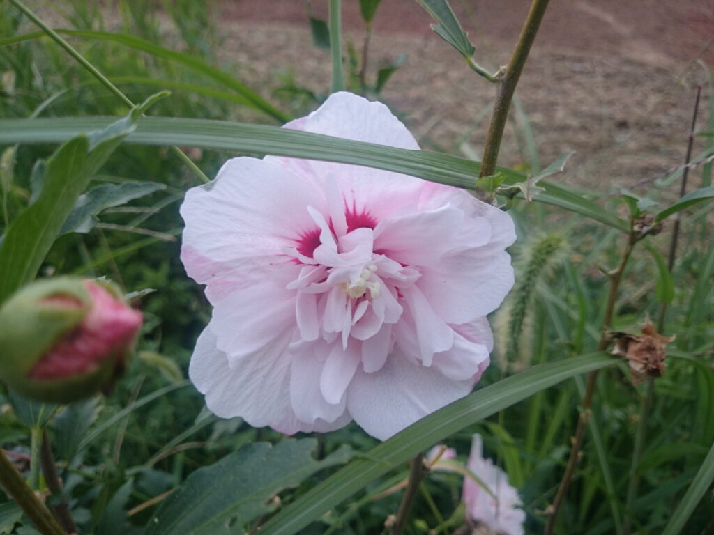 Hibiscus (double-flowered, pink-flowered variety)