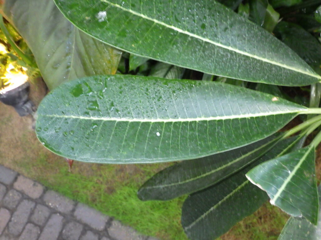 Upper surface of the leaves of Malva plumeria (Plumeria obtusa)