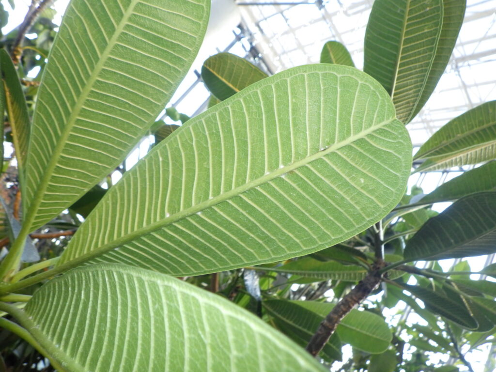 Underside of the leaves of Plumeria obtusa (Plumeria malva)