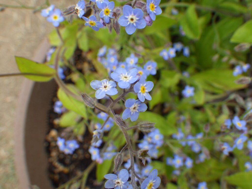 Flowers of the wild purple flower: Both the overall size and the size of the flowers are clearly large.