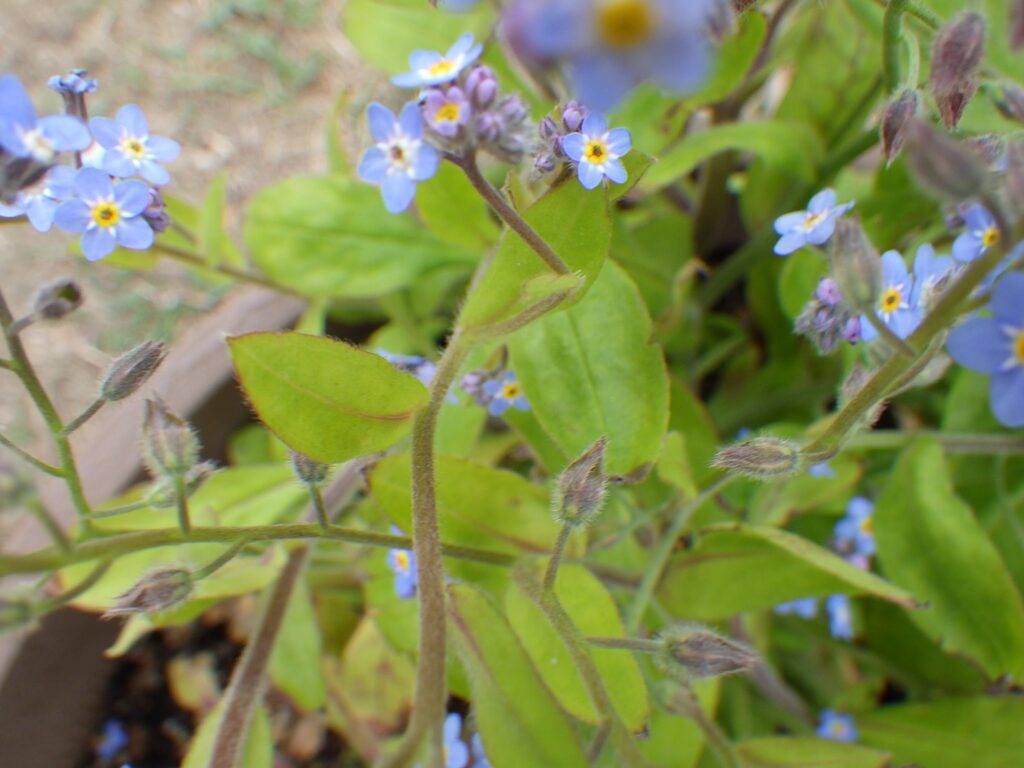 Leaves of the wild purple plant
