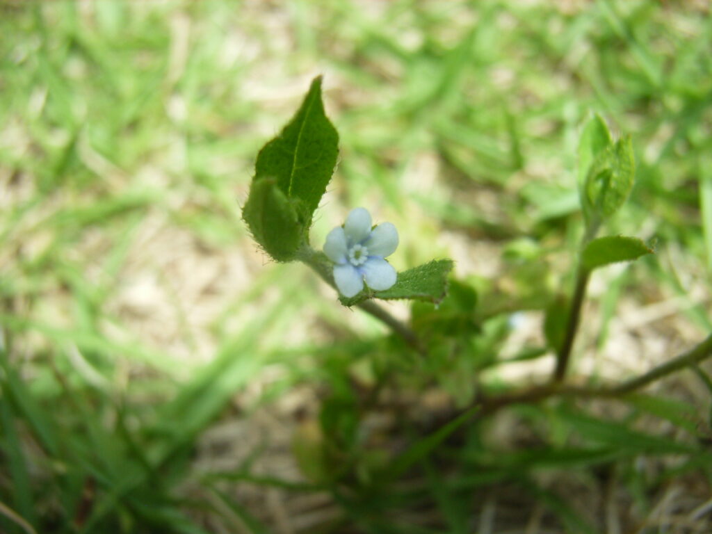 The flowers of the Japanese honeysuckle: They do not form inflorescences, but the flowers grow between the leaves, and only the base of the corolla is bluish.