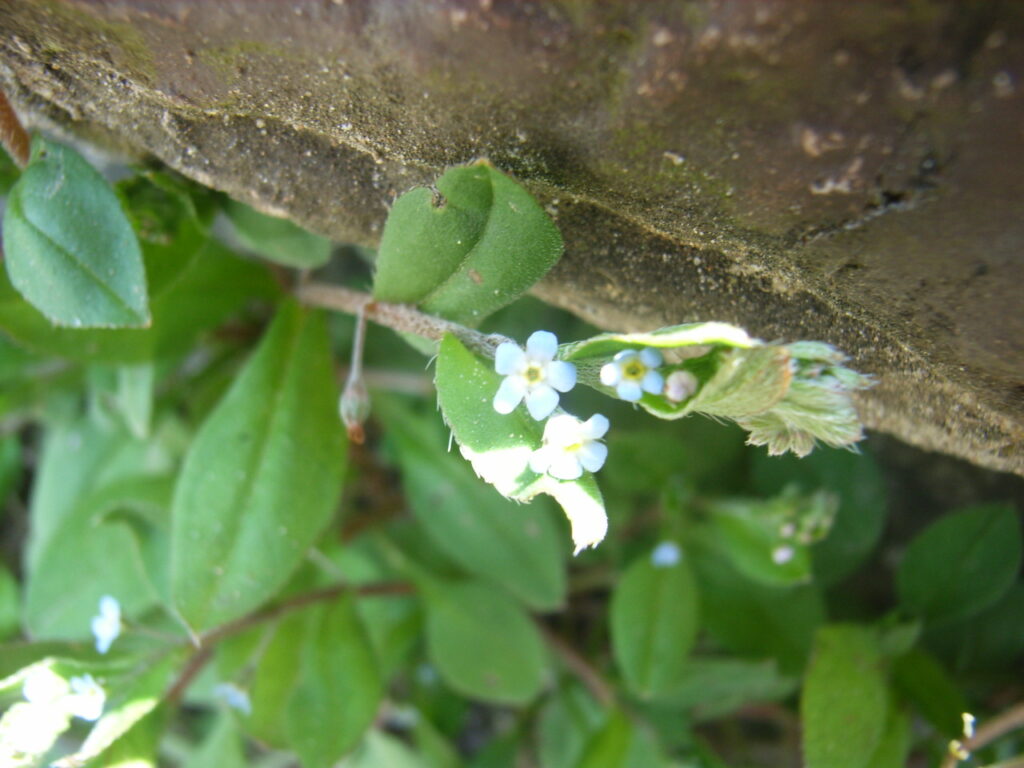 Forget-me-not flowers: The flower stalks are long.
